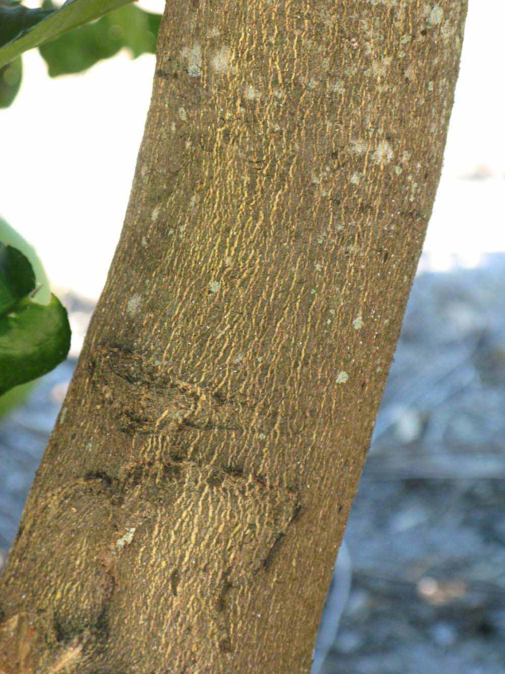              Bark (Large Pink, Winter Haven, FL)   